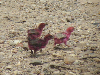 02 Poussins Teints